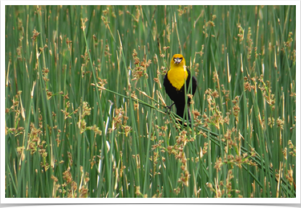 Yellow-headed Blackbird